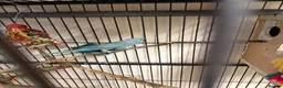 Ringnecks birds for sale:  for sale beautiful pair  - Advert 8