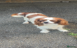 Cavapoo dogs for sale: Adorable toy Cavapoo pups apricot or fox red  - Image 28