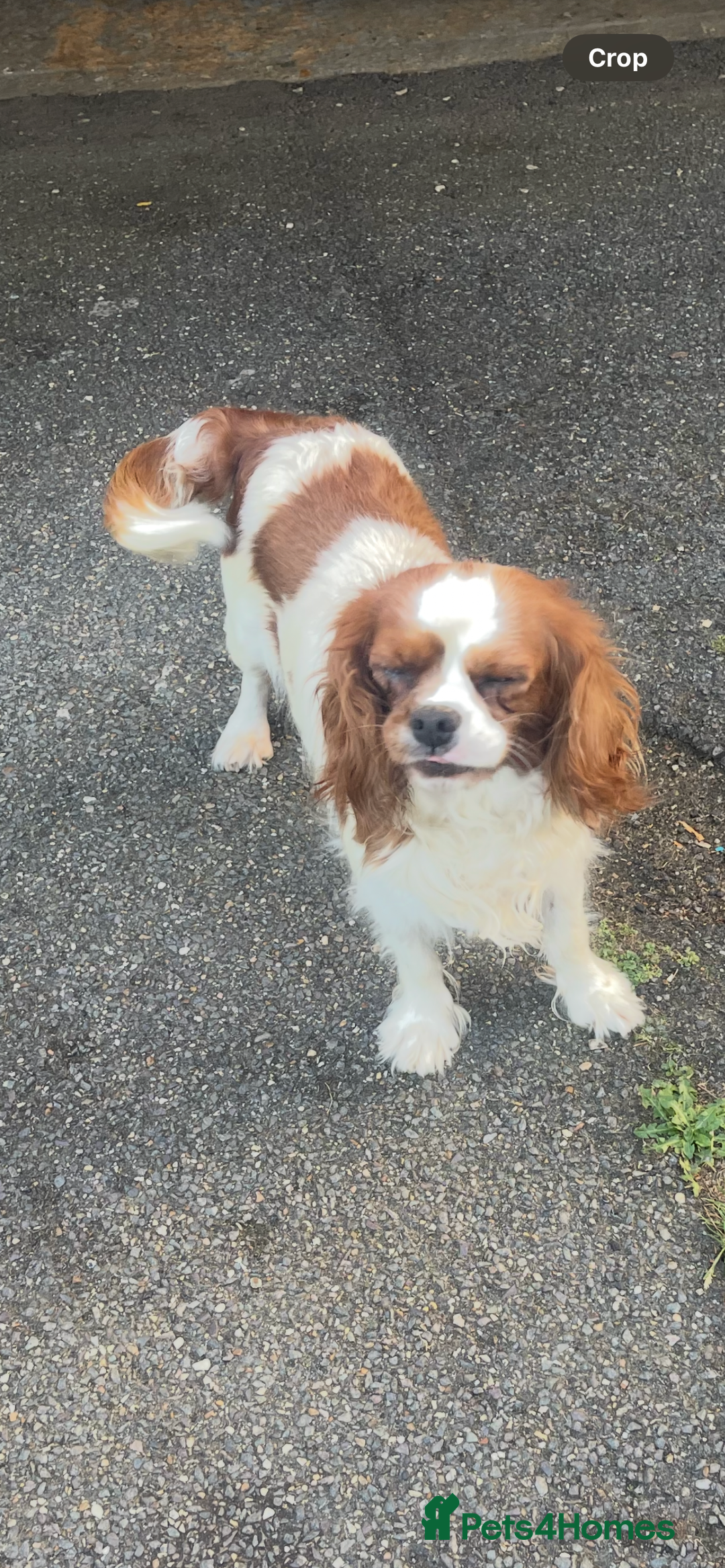 Cavapoo dogs for sale: Adorable toy Cavapoo pups apricot or fox red  - Image 28
