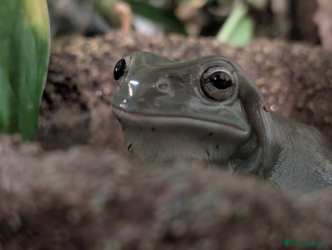 Frog reptiles for sale: Whites Tree Frogs x3 and Set-up - Image 1