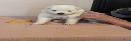 Samoyed dogs for sale: Beautiful bear-faced Samoyeds from homebred litter - Advert 3