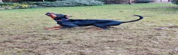 Dobermann dogs for sale: A Stunning strong KC Reg Black & Tan Doberman - Advert 15