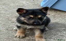 German Shepherd dogs for sale: German shepherd puppies  - Image 35