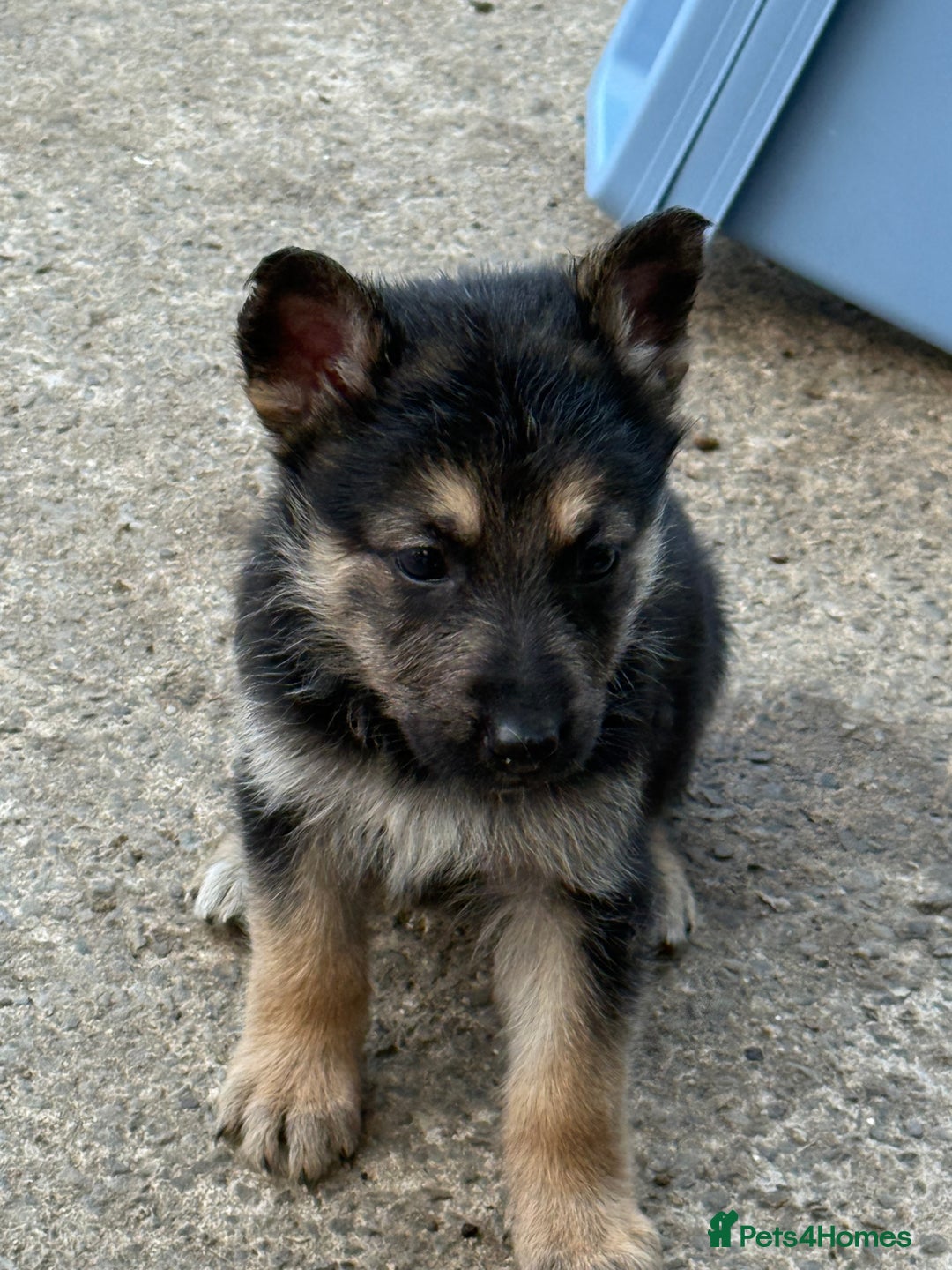German Shepherd dogs for sale: German shepherd puppies  - Image 35