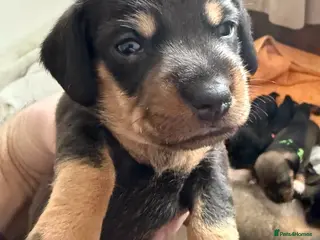 Miniature Dachshund dogs Wirehair miniature dachshunds and smooth - Advert 4