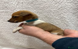 Jack Russell dogs for sale: 4 jack Russell puppies  - Advert 10