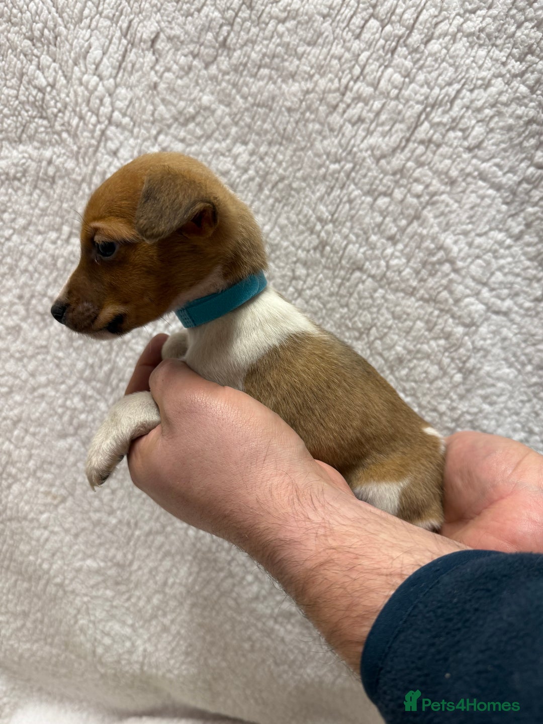 Jack Russell dogs for sale: 4 jack Russell puppies  - Advert 10