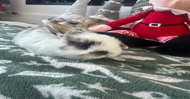 Mini Lop rabbits Baby bunnies  - Advert 9