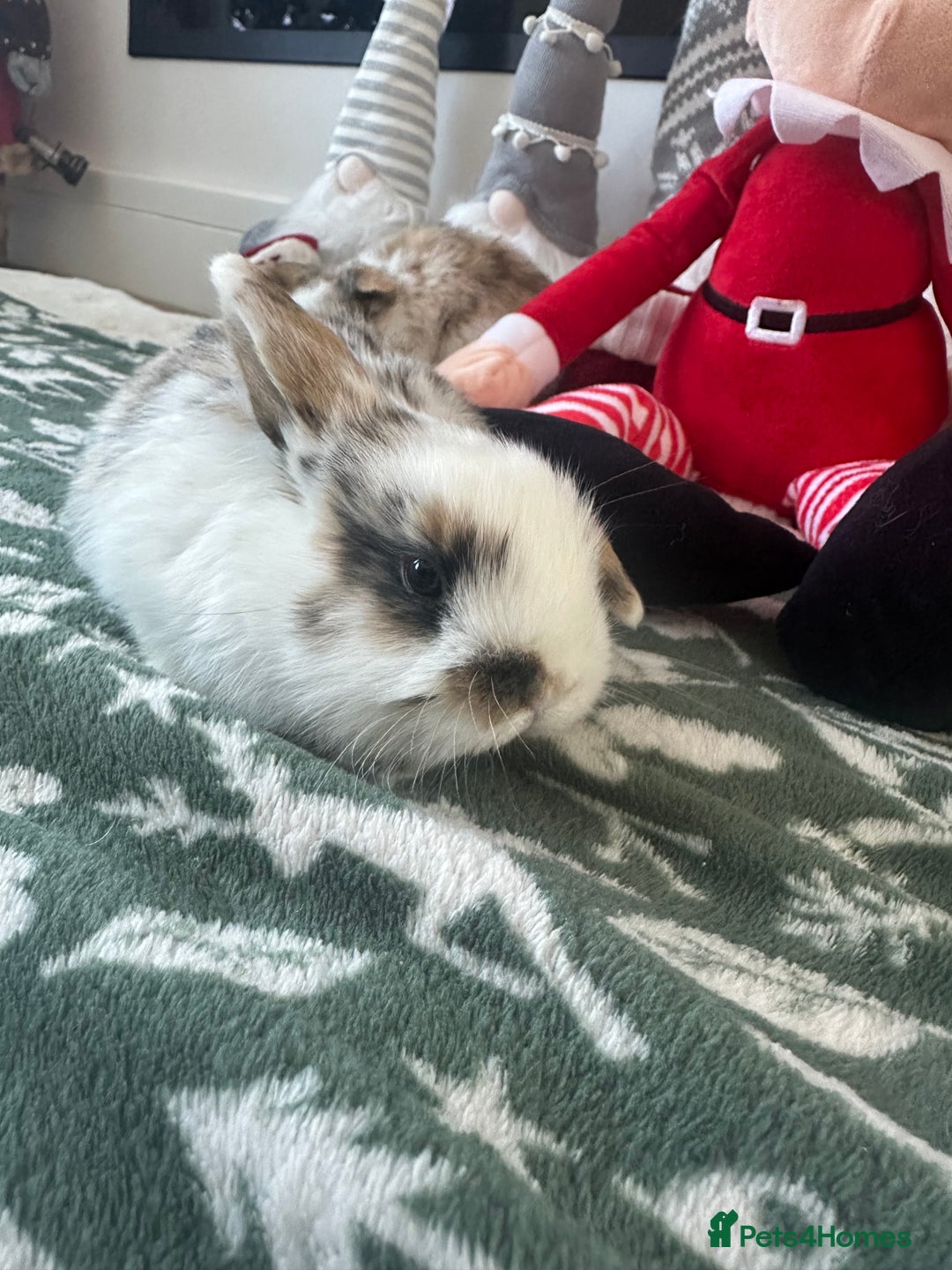 Mini Lop rabbits for sale: Baby bunnies  - Advert 2