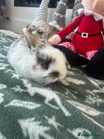 Mini Lop rabbits Baby bunnies - Advert 5