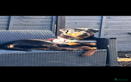 Rottweiler dogs for sale: KC Registered Litter of Rottweilers 💙💗 - Image 12