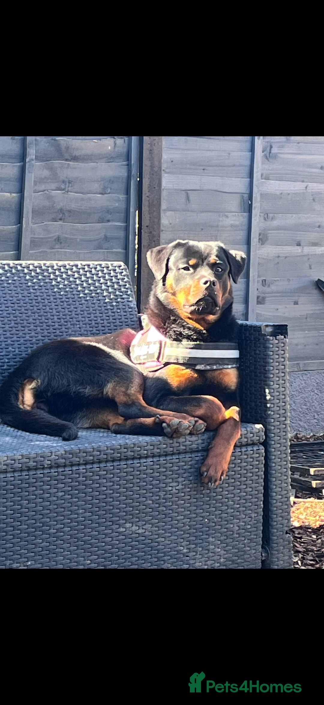 Rottweiler dogs for sale: KC Registered Litter of Rottweilers 💙💗 - Image 12