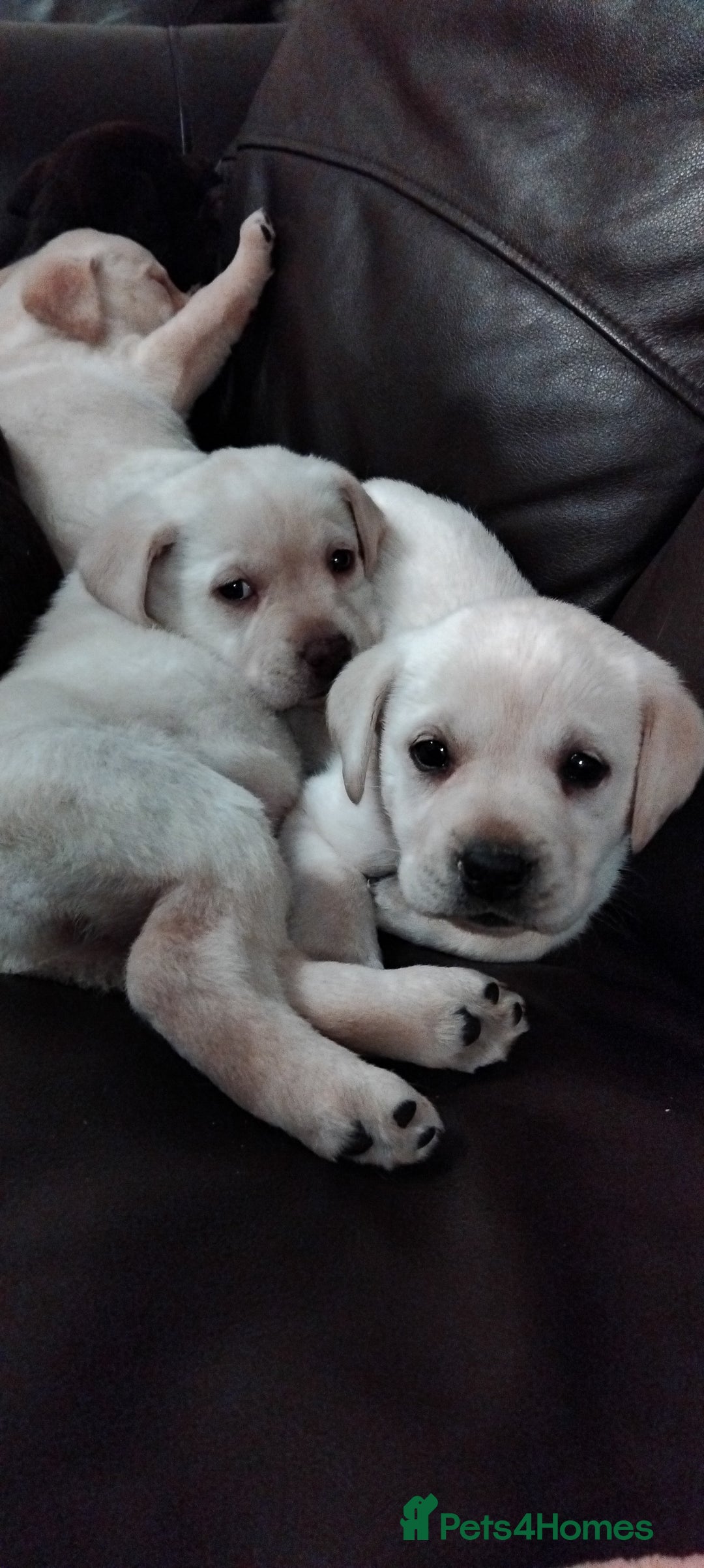 Labrador Retriever dogs for sale: Lovely Labrador puppies  - Advert 1