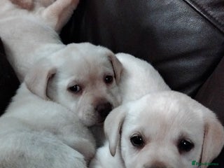 Labrador Retriever dogs Lovely Labrador puppies - Advert 5