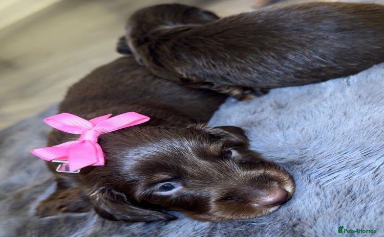 Miniature Dachshund dogs Miniature Dachshunds  - Advert 1