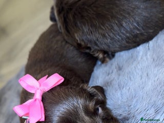 Miniature Dachshund dogs Miniature Dachshunds - Advert 10