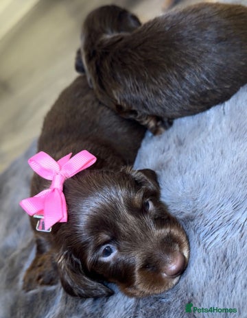 Miniature Dachshund dogs Miniature Dachshunds - Advert 1