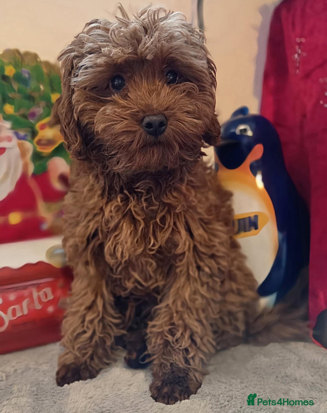 Maltipoo dogs for sale: red toy maltipoos, only 1 little boys left. - Advert 1