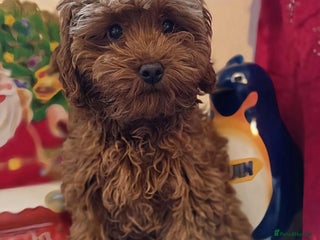 Maltipoo dogs red toy maltipoos, only 1 little boys left. - Advert 11