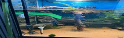 Turtle reptiles for sale: 2 musk turtles and set up  - Advert 4