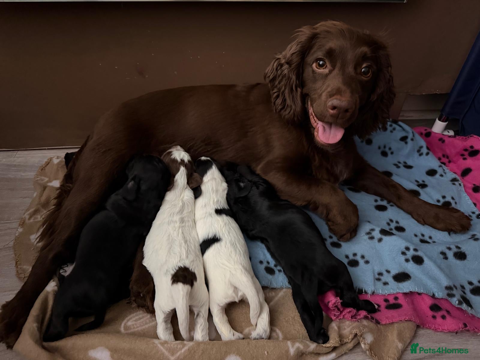 Cocker Spaniel dogs Cocker spaniel puppies - Advert 1