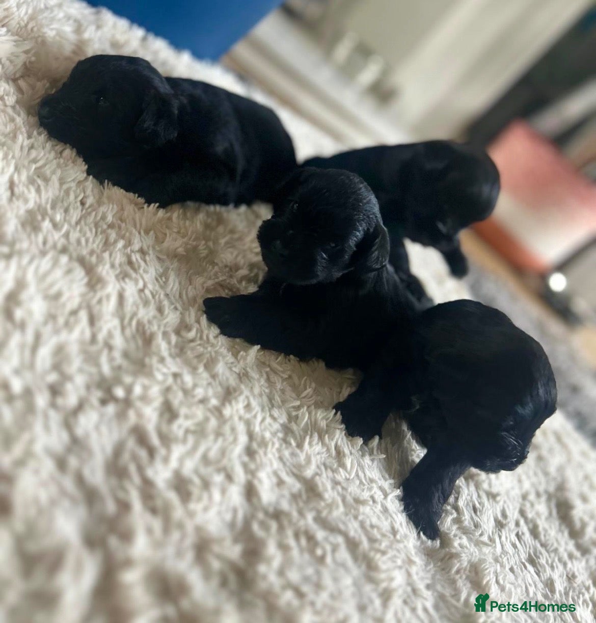 Miniature Schnauzer dogs for sale: KC Miniature Schnauzer Puppies 3 Boys Available 🐾 - Advert 2