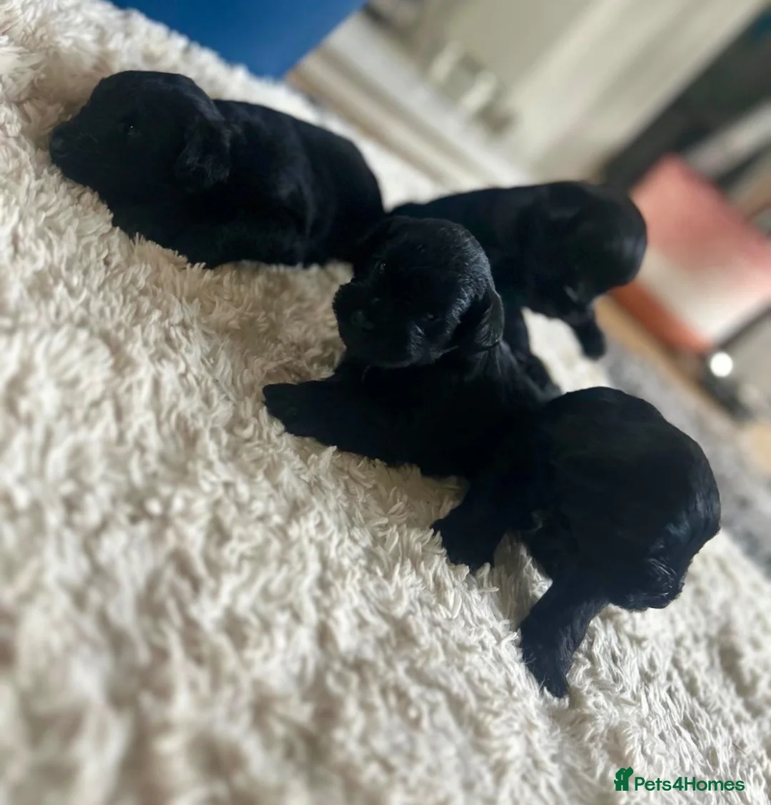 Miniature Schnauzer dogs for sale: KC Miniature Schnauzer Puppies 3 Boys Available 🐾 - Advert 1