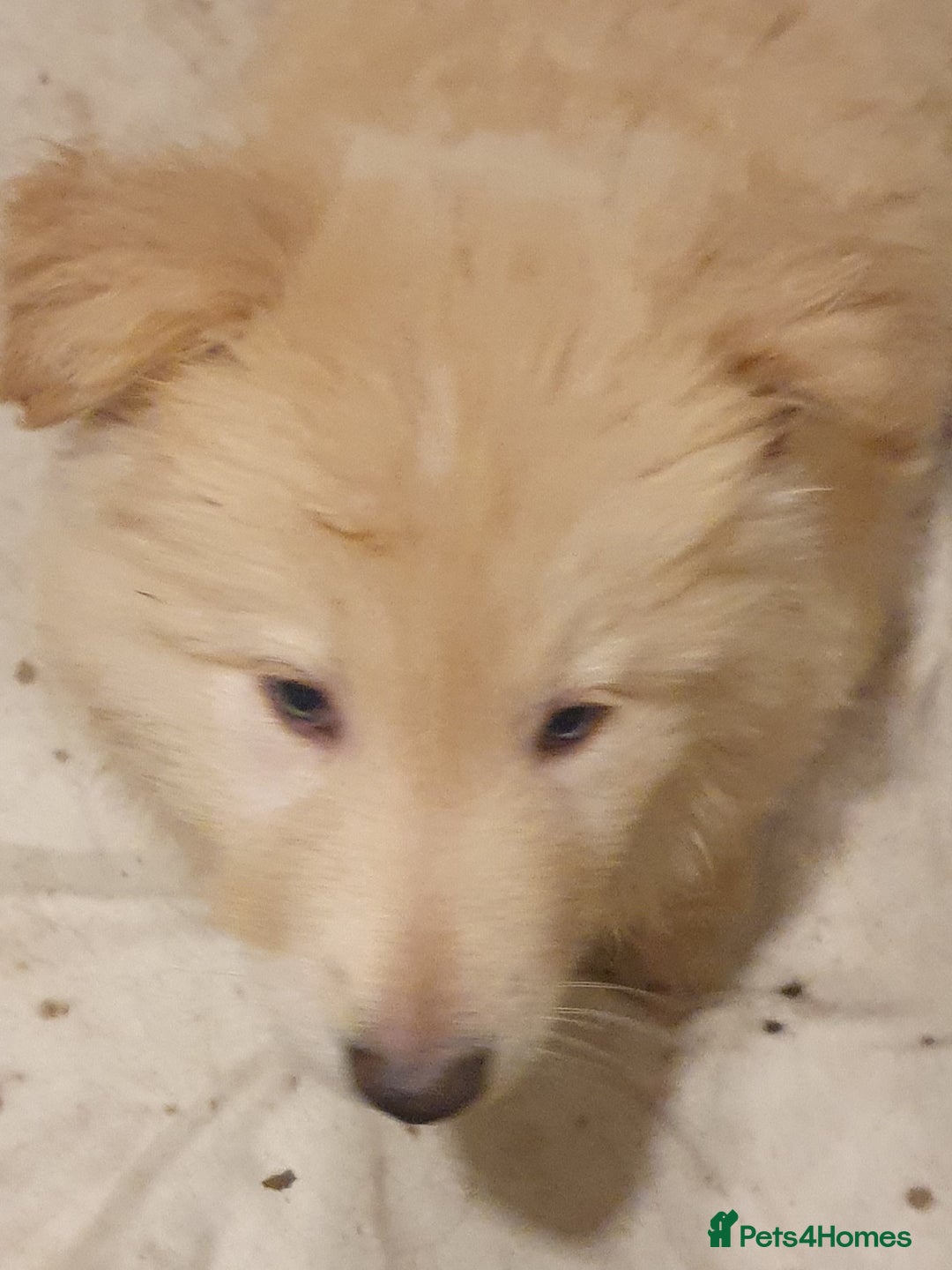 German Shepherd dogs for sale: Stunning white puppy 6 months old ready now in Horsham - Image 12