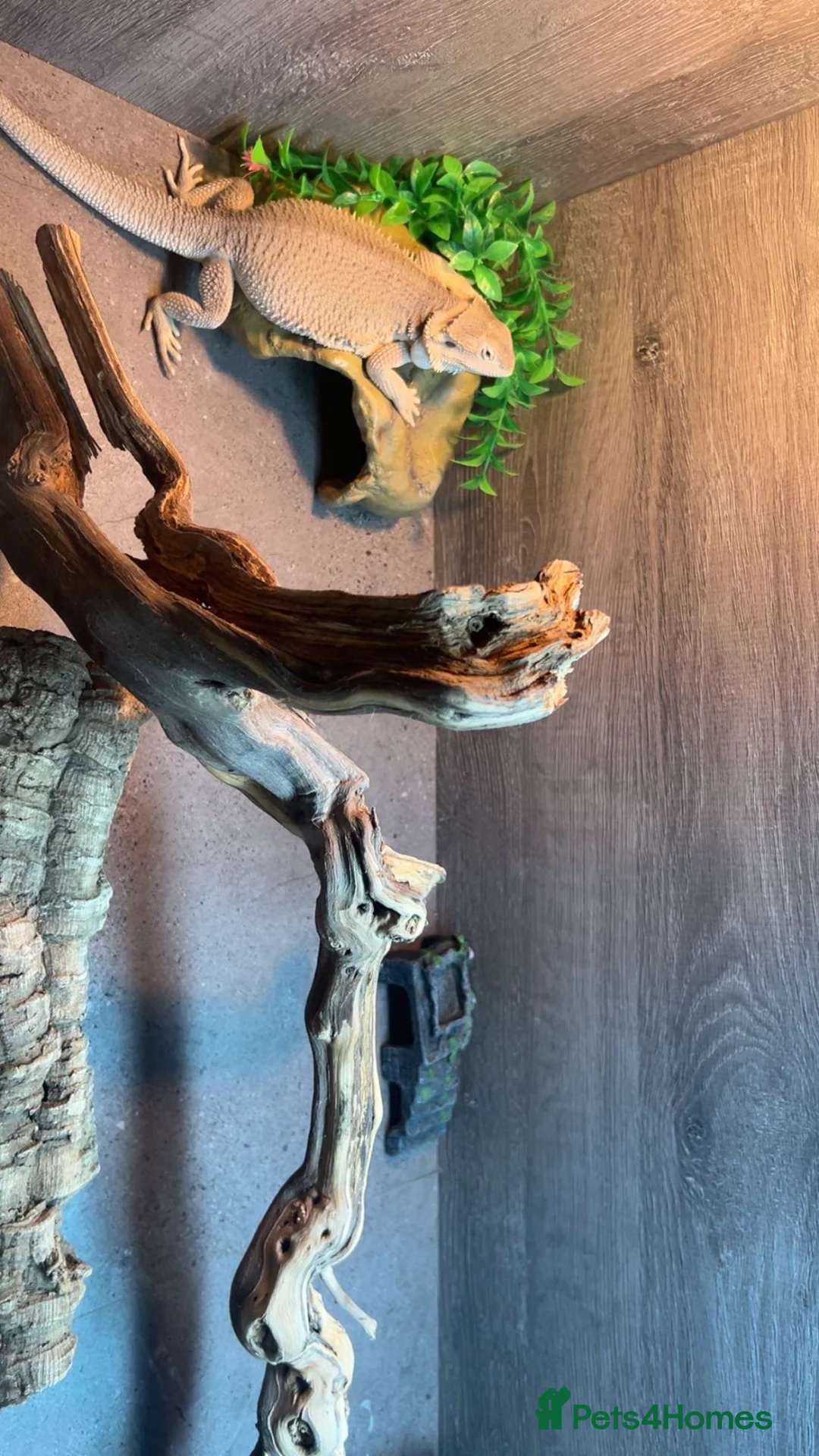 Bearded Dragon reptiles for sale: Hyper zero bearded dragon rare in Tipton - Advert 2