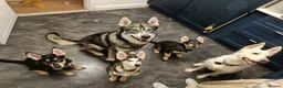 Shepsky dogs for sale: 3x Gorgeous Shepsky's ready for loving homes - Advert 1