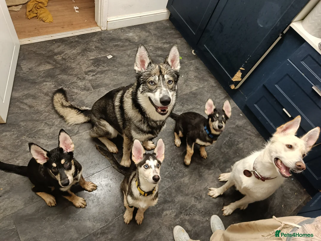 Shepsky dogs for sale: 3x Gorgeous Shepsky's ready for loving homes - Advert 1
