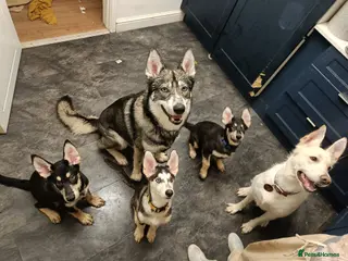 Shepsky dogs 3x Gorgeous Shepsky's ready for loving homes - Advert 4