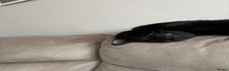 Mixed Breed cats for sale: Male black cat  - Advert 5