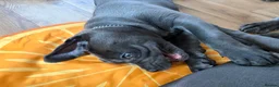 Cane Corso dogs for sale: Cane corso pups  - Advert 13