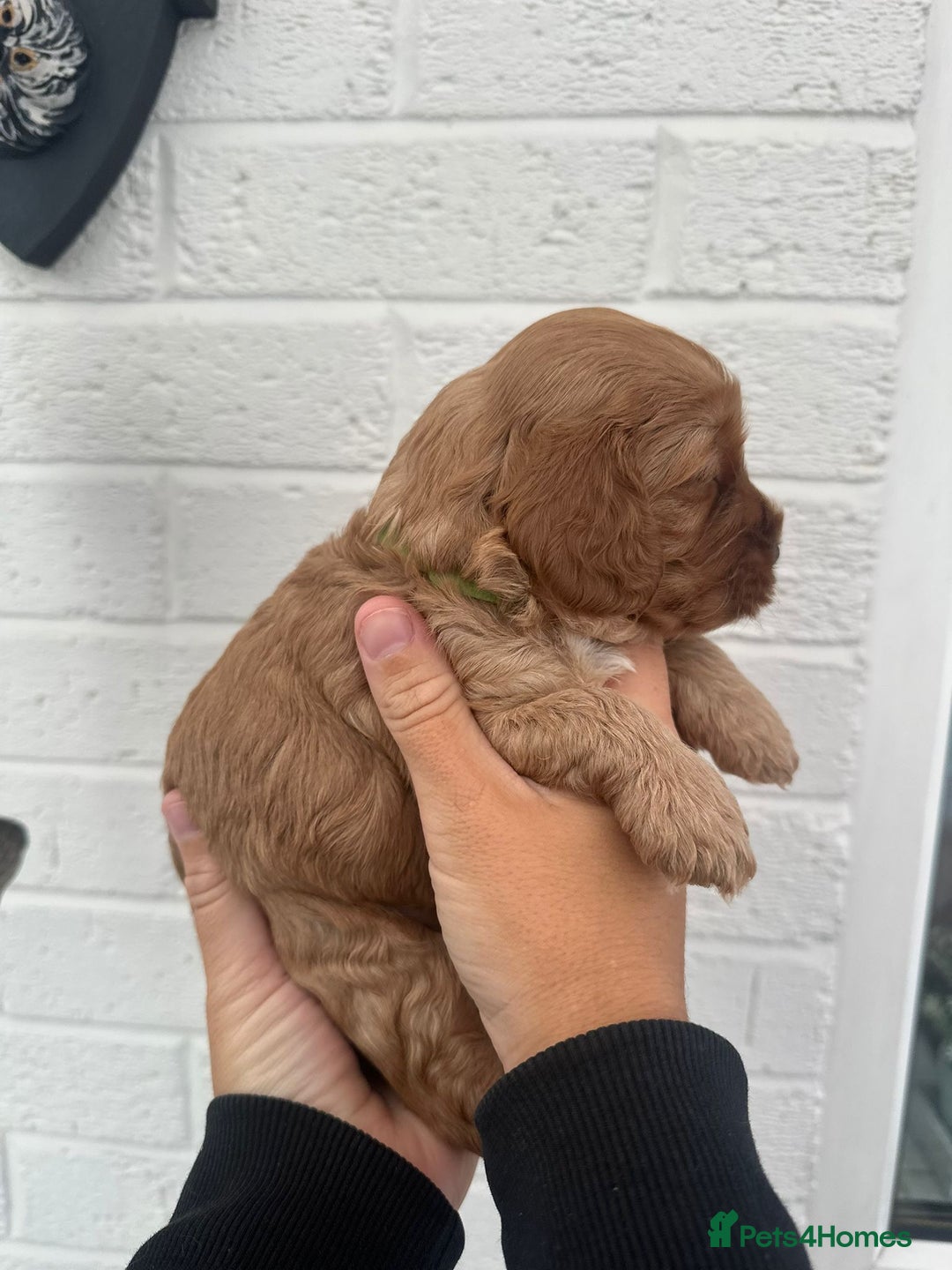 Cockapoo dogs for sale: STUNNING GOLDEN F2 COCKAPOOS - Image 4