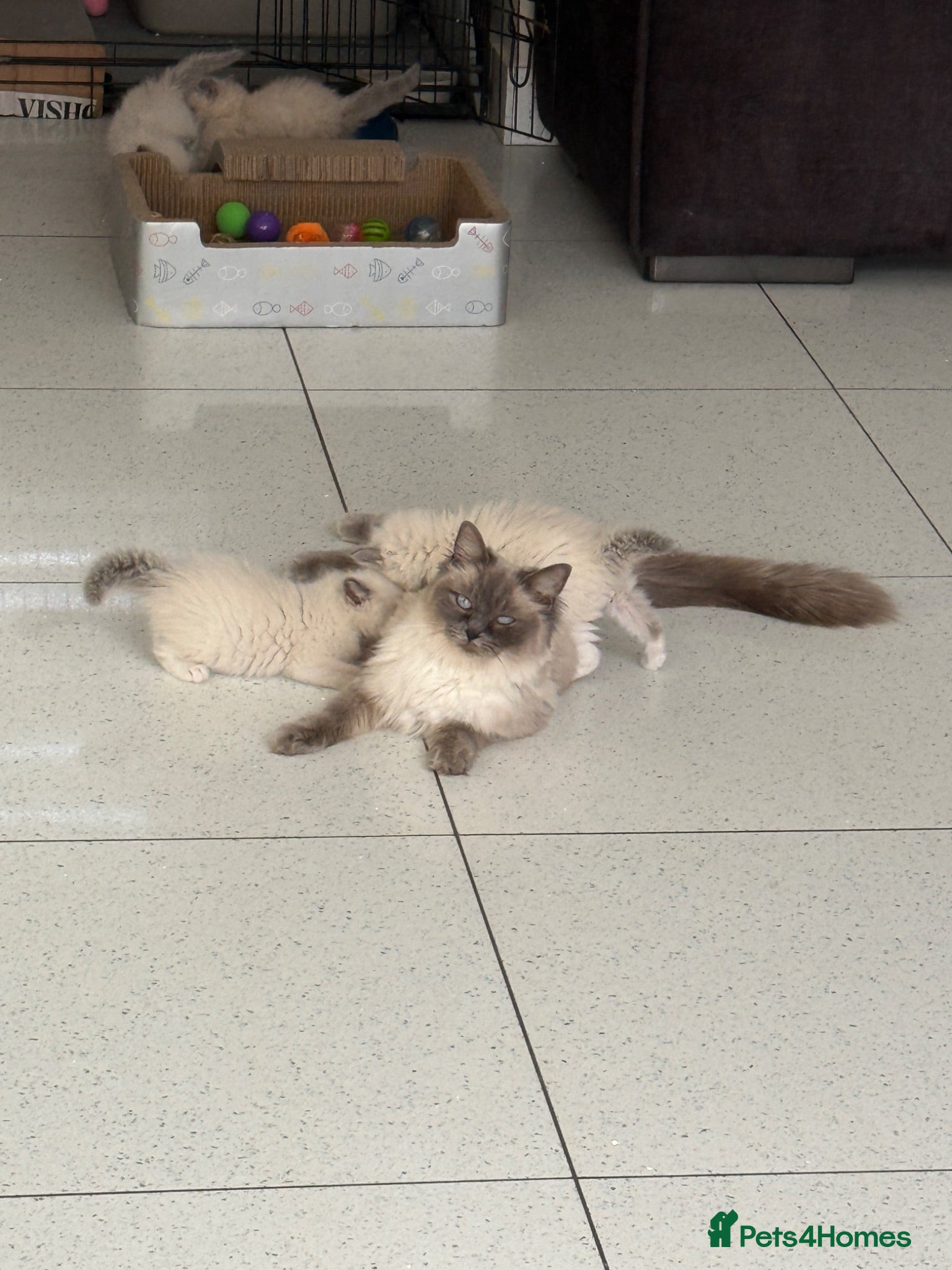 Ragdoll cats Ragdoll kittens GCCF registered  - Advert 1