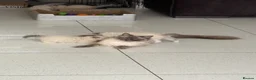 Ragdoll cats for sale: Ragdoll kittens GCCF registered  - Advert 3