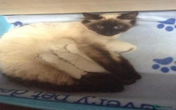 Ragdoll cats for sale: 3/4 ragdoll kittens - Image 5