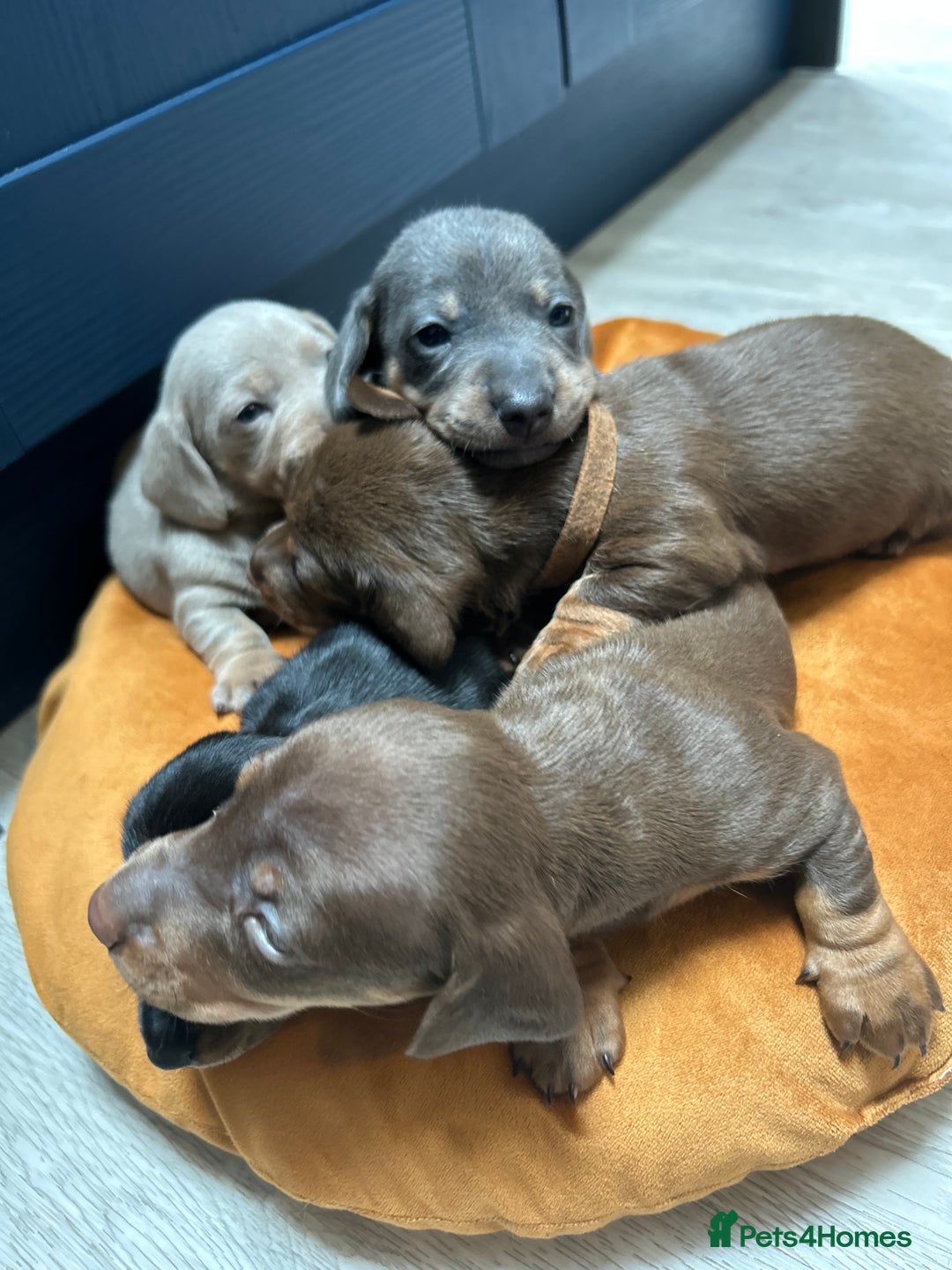 Dachshund dogs for sale: 5 stunning Dachshund puppies - Image 29