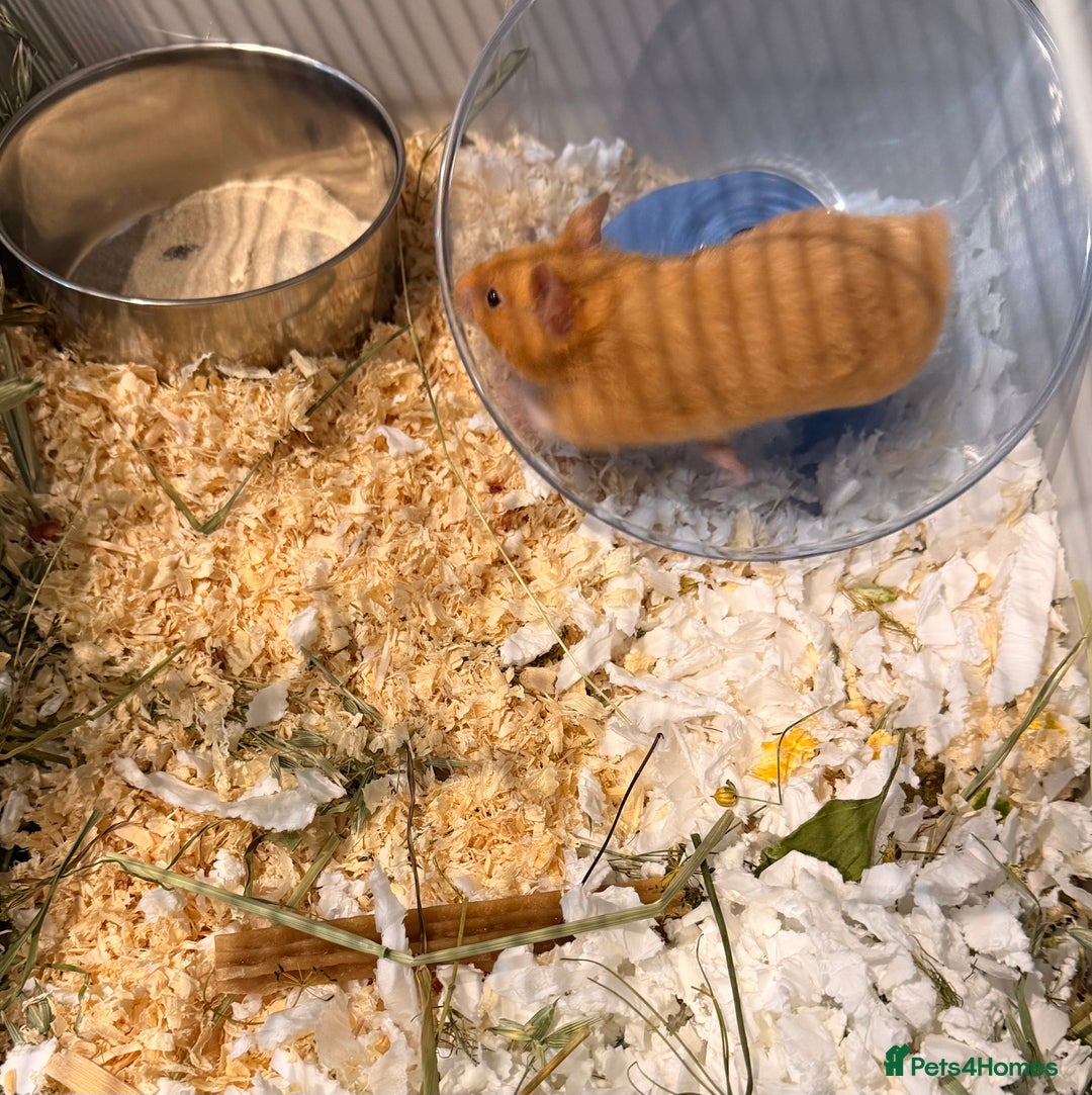 Hamster rodents for sale: Golden syrian hamster  - Advert 3