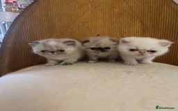 Exotic cats for sale: Outstanding exotic kittens  - Image 19