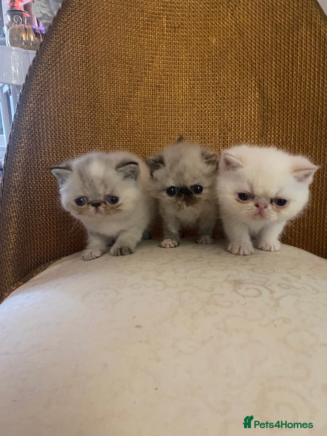 Exotic cats for sale: Outstanding exotic kittens  - Image 19