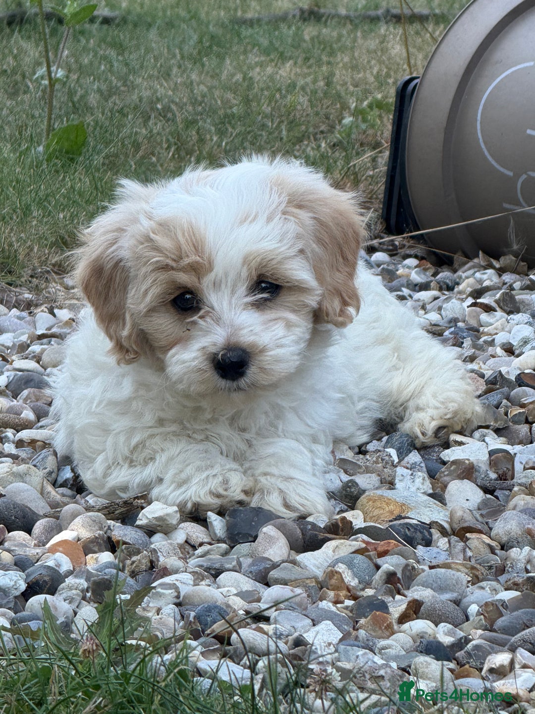 Maltipoo dogs for sale: 🌟 READY NOW 🌟 F1 Maltipoos  - Image 14