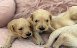 Golden Retriever dogs for sale: Beautiful GR Puppies – No Expense Spared! - Image 28