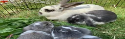 Mini Lop rabbits for sale: rabbit babies for sale in Swansea - Advert 7
