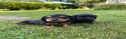 Miniature Dachshund dogs for sale: Miniature long haired dachshunds - Advert 10
