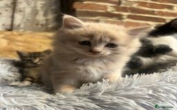 Domestic Shorthair cats for sale: Kittens for sale  - Image 2