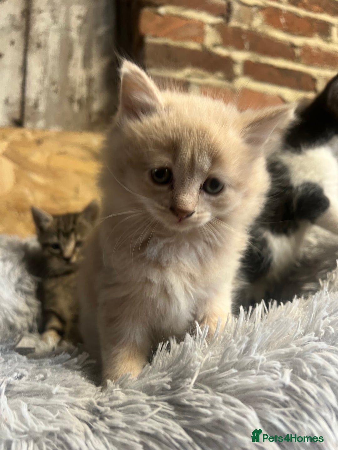 Domestic Shorthair cats for sale: Kittens for sale  - Image 2
