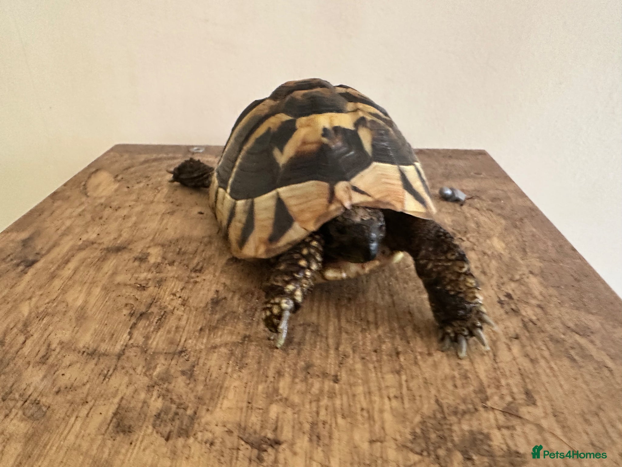 Hermann Tortoise reptiles Hermann - Advert 1