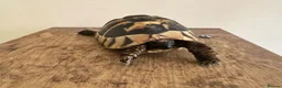 Hermann Tortoise reptiles for sale: Hermann in Fareham - Advert 1
